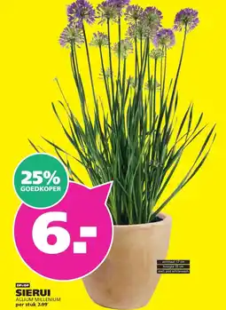 Ranzijn SIERUI aanbieding