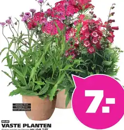 Ranzijn VASTE PLANTEN aanbieding