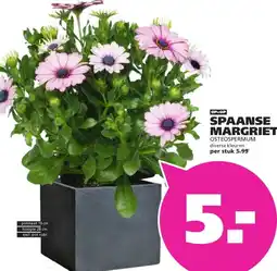 Ranzijn SPAANSE MARGRIET aanbieding