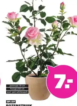 Ranzijn ROZENSTRUIK ROSA aanbieding