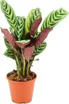 Bol.com Ctenathe Burle-Marxii - Ø 14 cm - Hoogte: 35 - 40 cm aanbieding