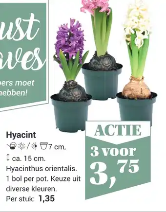 Tuincentrum Osdorp Hyacint 15 cm aanbieding