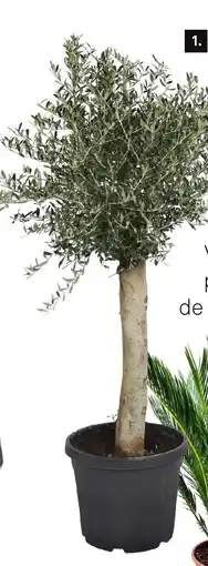 Karwei Olijfboom aanbieding