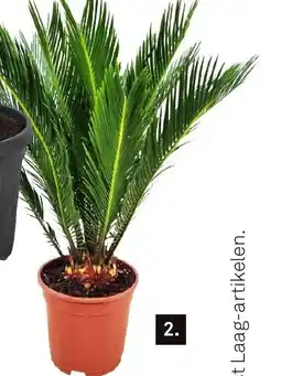 Karwei Cycas Revoluta aanbieding