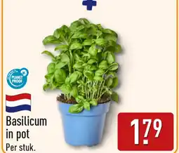 ALDI Basilicum in pot aanbieding