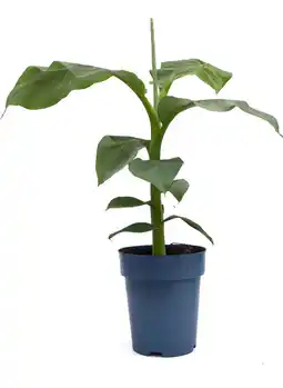 Intratuin Tuin Banaan (Musa Basjoo) D 23 H 80 cm aanbieding