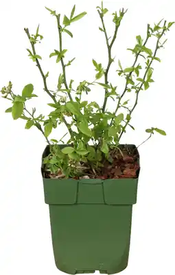 Intratuin Biologische Blauw bosbes (Vaccinium myrtillus 'Emil') D 13 H 35 cm aanbieding