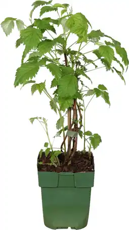 Intratuin Biologische Framboos (Rubus ideaus 'Summer Chef') D 13 H 35 cm aanbieding
