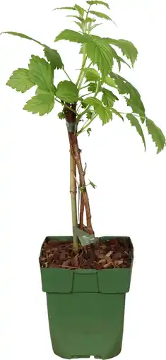 Intratuin Biologische Framboos (Rubus idaeus 'Heritage') D 13 H 35 cm aanbieding
