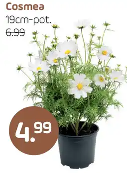 Coppelmans Cosmea aanbieding