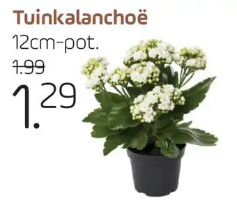 Coppelmans Tuinkalanchoë aanbieding