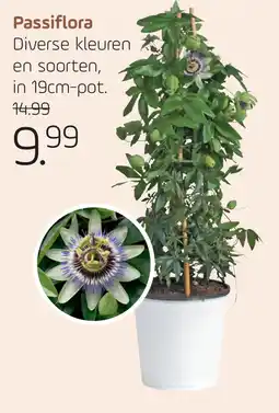 Coppelmans Passiflora aanbieding