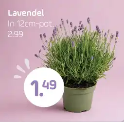 Coppelmans Lavendel aanbieding