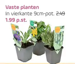 Coppelmans Vaste planten aanbieding