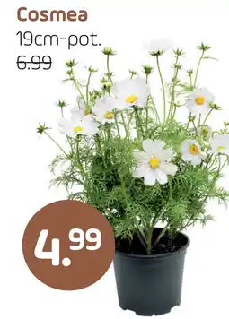 Coppelmans Cosmea aanbieding