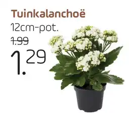 Coppelmans Tuinkalanchoë aanbieding