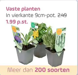 Coppelmans Vaste planten aanbieding
