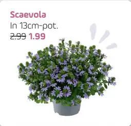 Coppelmans Scaevola aanbieding