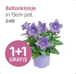 Coppelmans Ballonklokje aanbieding