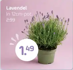 Coppelmans Lavendel aanbieding