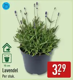 ALDI Lavendel aanbieding