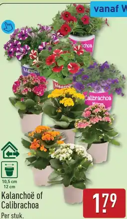 ALDI Kalanchoë of Calibrachoa aanbieding