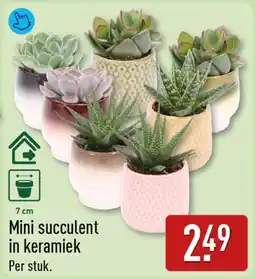 ALDI Mini succulent in keramiek aanbieding