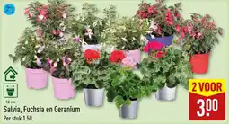 ALDI Salvia, Fuchsia en Geranium aanbieding
