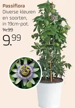Coppelmans Passiflora aanbieding