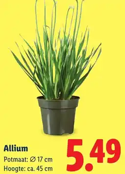 Lidl Allium aanbieding