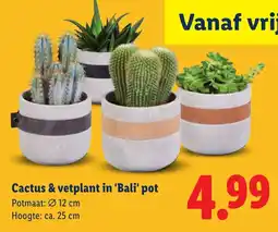Lidl Cactus & vetplant in 'Bali' pot aanbieding