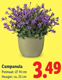 Lidl Campanula aanbieding