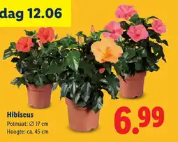 Lidl Hibiscus aanbieding