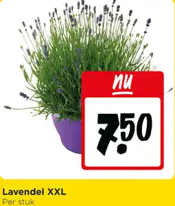 Jumbo Lavendel XXL aanbieding