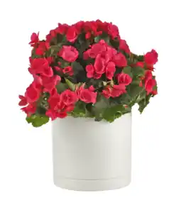 Albert Heijn AH Begonia betulia aanbieding