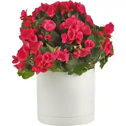 Albert Heijn AH Begonia betulia aanbieding