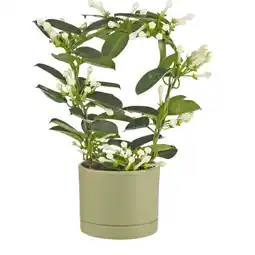 Albert Heijn AH Stephanotis aanbieding