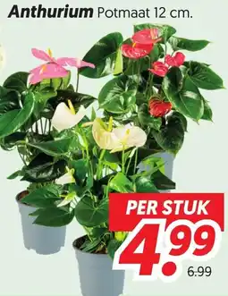 Dekamarkt Anthurium aanbieding