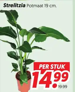 Dekamarkt Strelitzia aanbieding