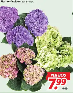 Dekamarkt Hortensia bloem aanbieding