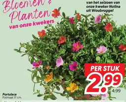 Dekamarkt Portulaca aanbieding