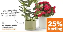 Albert Heijn AH Begonia betulia of stephanotis aanbieding