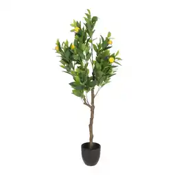 Van Cranenbroek Citrusboom 120 cm aanbieding