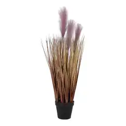 Van Cranenbroek Siergras in pot met pluis 70 cm aanbieding