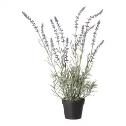 Van Cranenbroek Lavendel in pot aanbieding