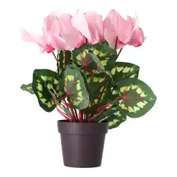 Van Cranenbroek Cyclaam plant 4 assorti aanbieding