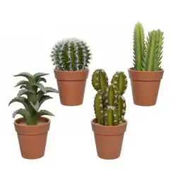 Van Cranenbroek Vetplant in pot aanbieding