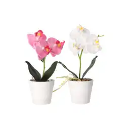 Van Cranenbroek Phalaenopsis in pot wit, roze en perzik, 3 assorti aanbieding
