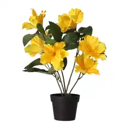 Van Cranenbroek Hibiscus in pot diverse assorti aanbieding