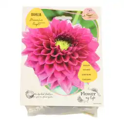 Van Cranenbroek Dahlia flower my life deco purple aanbieding